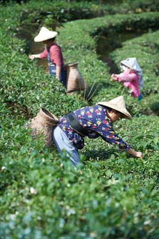茶製品-茶 產品圖片（圖片編號 860145）