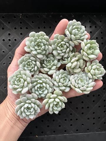 石蓮花 產品圖片（圖片編號 860396）