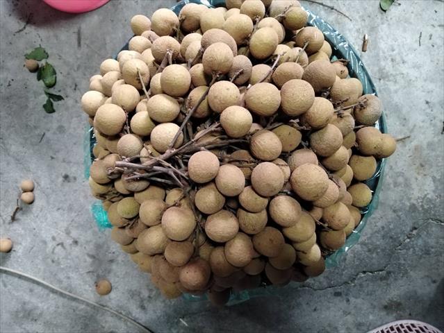 龍眼 產品圖片（產品編號 645352）