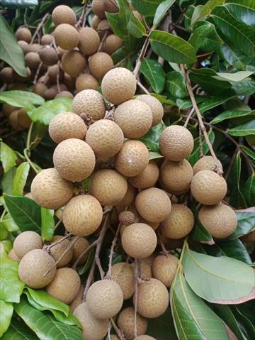 龍眼 產品圖片（產品編號 645354）