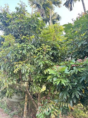 龍眼 產品圖片（圖片編號 861262）