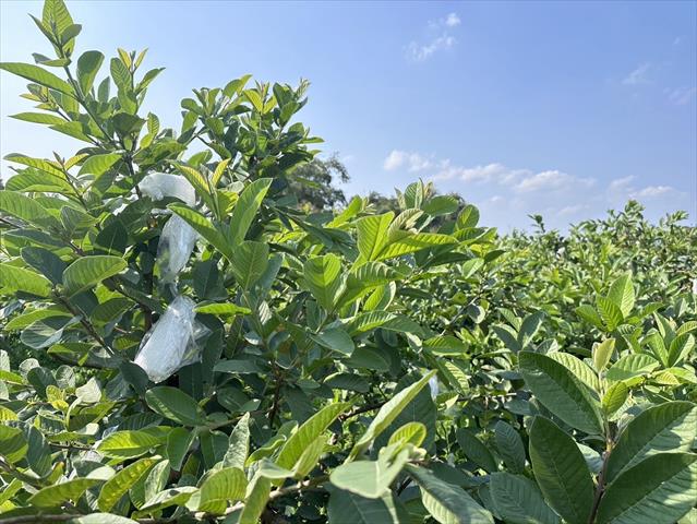 番石榴(芭樂) 產品圖片（產品編號 645463）