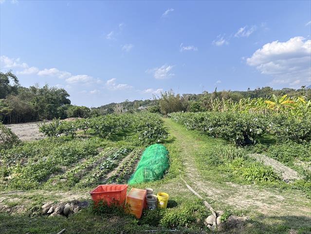 番石榴(芭樂) 產品圖片（圖片編號 861292）