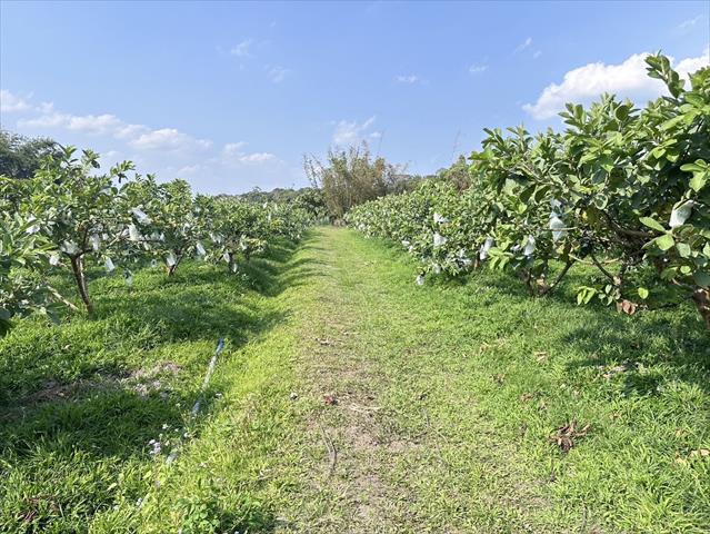 番石榴(芭樂) 產品圖片（圖片編號 861293）