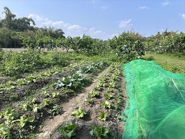 番石榴(芭樂) 產品圖片（圖片編號 861294）