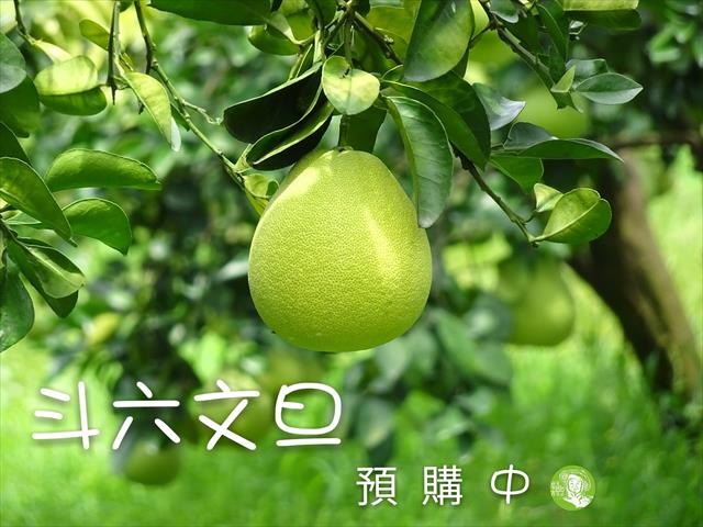 文旦柚 產品圖片（圖片編號 861413）