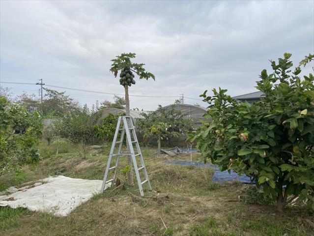 木瓜 產品圖片（圖片編號 861612）