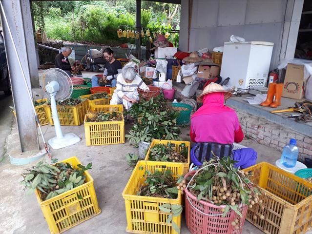 龍眼 產品圖片（圖片編號 861753）