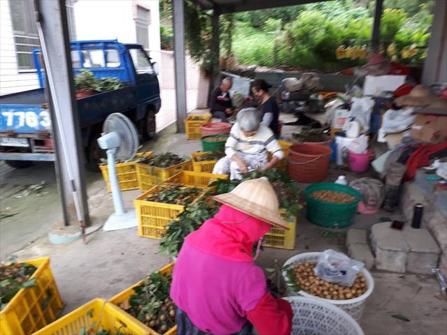 龍眼 產品圖片（圖片編號 861754）