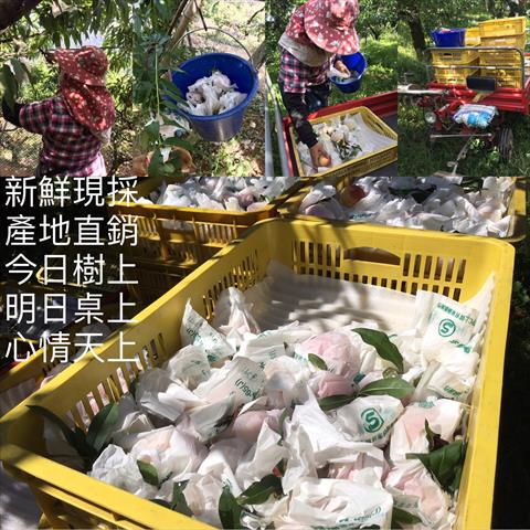 桃 產品圖片（圖片編號 862001）
