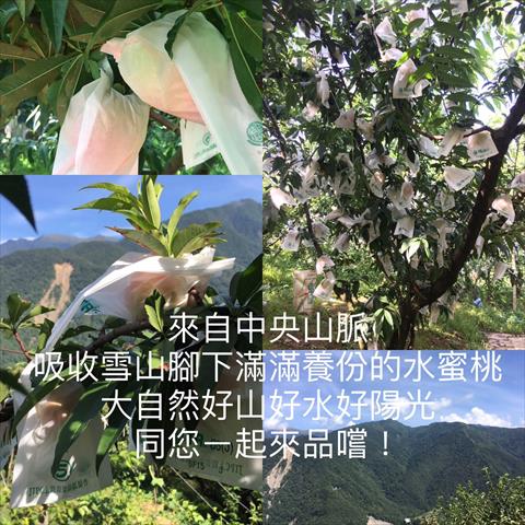 桃 產品圖片（圖片編號 862002）