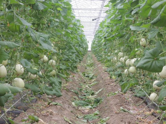甜瓜 產品圖片（圖片編號 862021）