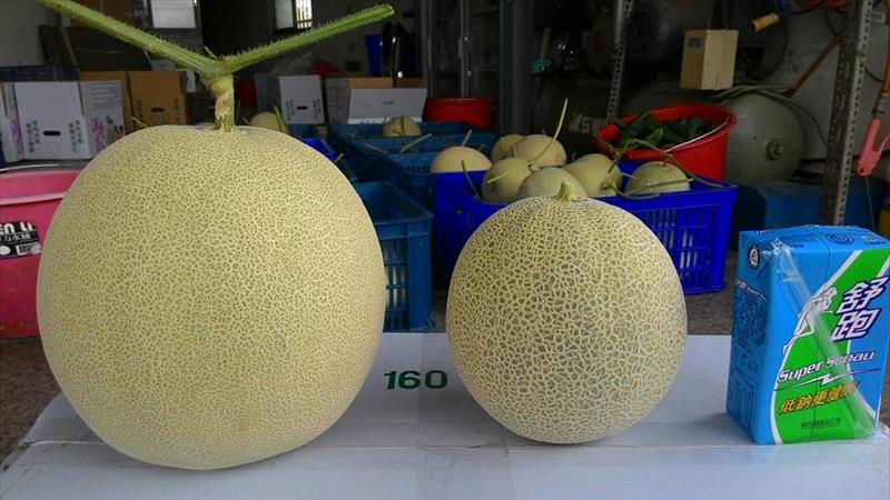 洋香瓜(哈蜜瓜) 產品圖片（圖片編號 862025）