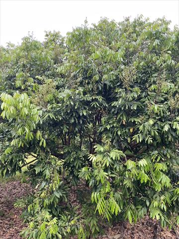龍眼 產品圖片（圖片編號 862168）