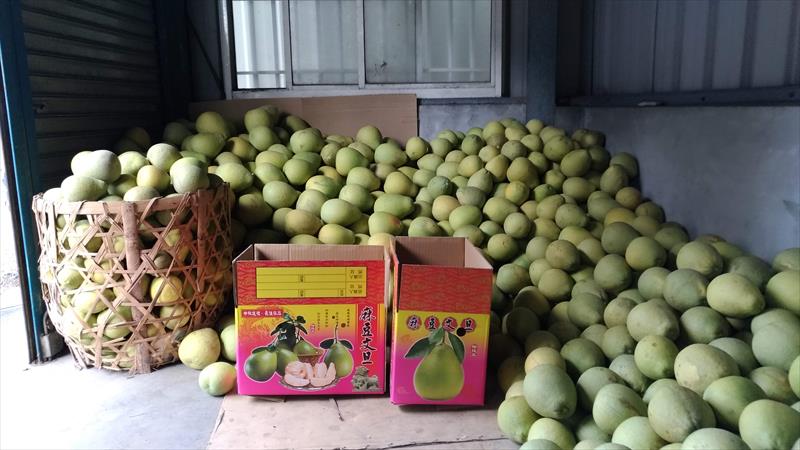 文旦柚 產品圖片（圖片編號 863137）