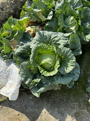 甘藍(高麗菜) 產品圖片（產品編號 646351）