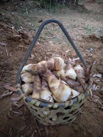 竹筍 產品圖片（產品編號 646406）