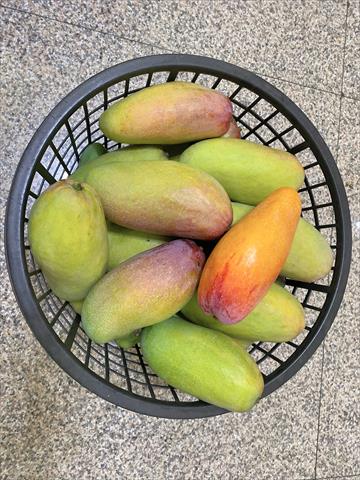 芒果 產品圖片（圖片編號 863468）