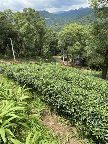 油茶製品-苦茶油 產品圖片（產品編號 645638）