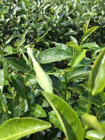 油茶製品-苦茶油 產品圖片（圖片編號 864180）