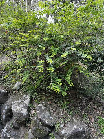 金銀花 產品圖片（產品編號 645639）