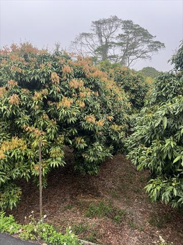 荔枝 產品圖片（產品編號 646848）