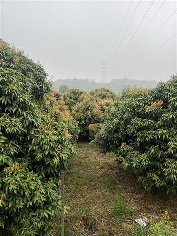 荔枝 產品圖片（圖片編號 864343）