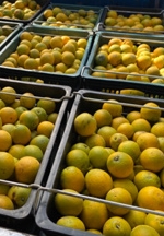 柳橙 產品圖片（圖片編號 864348）