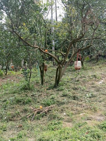 椪柑 產品圖片（圖片編號 864351）