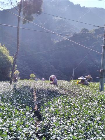 茶製品-茶 產品圖片（圖片編號 864361）