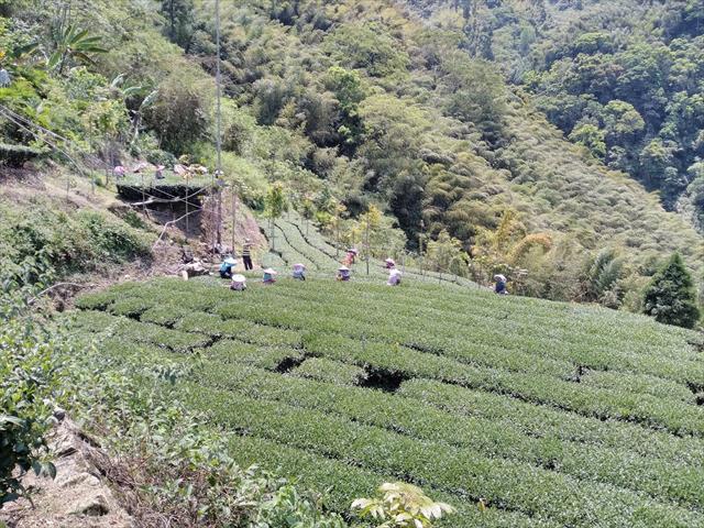 茶製品-茶 產品圖片（圖片編號 864362）