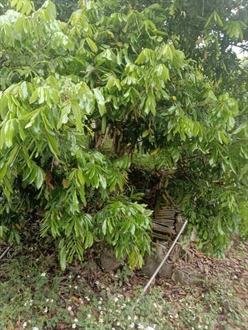 龍眼 產品圖片（圖片編號 864371）