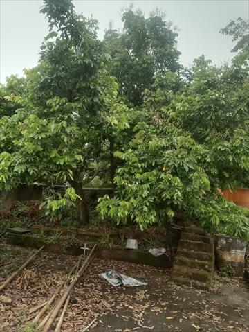 龍眼 產品圖片（圖片編號 864372）