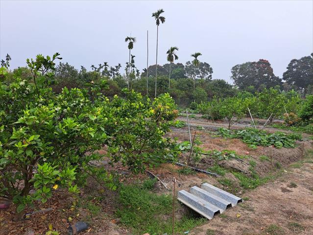 檸檬 產品圖片（產品編號 646857）