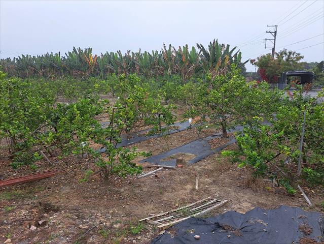 檸檬 產品圖片（圖片編號 864375）