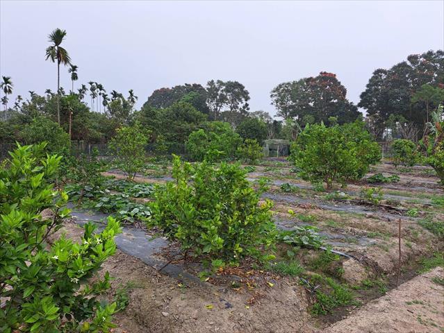 檸檬 產品圖片（圖片編號 864377）
