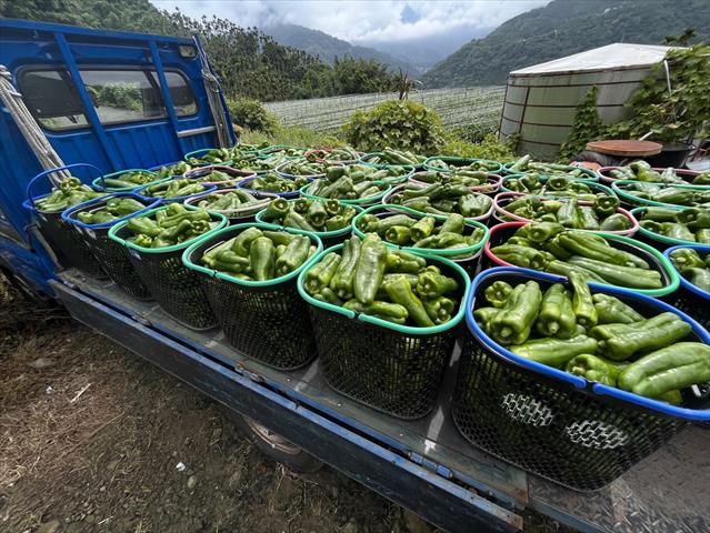 甜椒(含青椒) 產品圖片（圖片編號 865196）