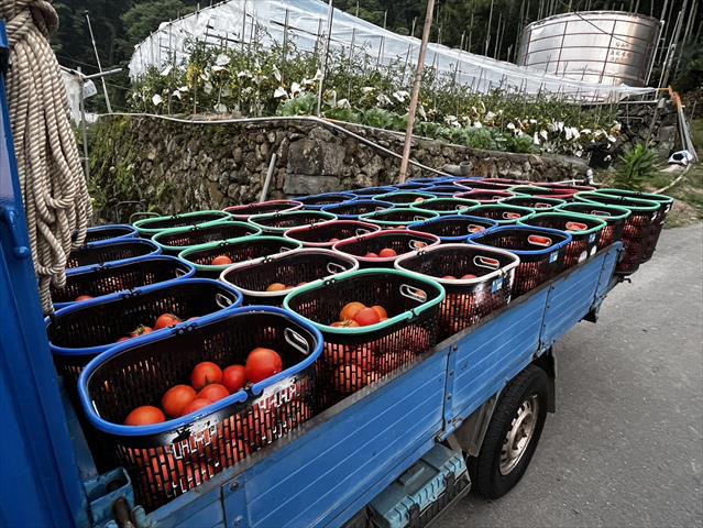 番茄(含小番茄) 產品圖片（圖片編號 865199）