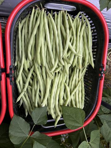菜豆(敏豆、粉豆) 產品圖片（產品編號 647161）