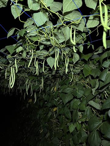 菜豆(敏豆、粉豆) 產品圖片（圖片編號 865203）