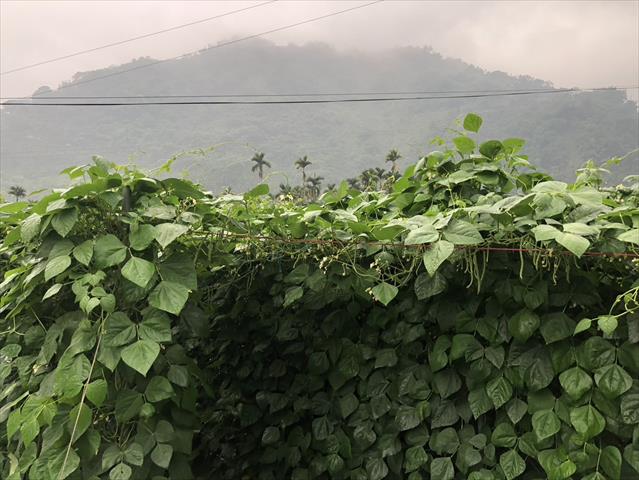 菜豆(敏豆、粉豆) 產品圖片（圖片編號 865205）