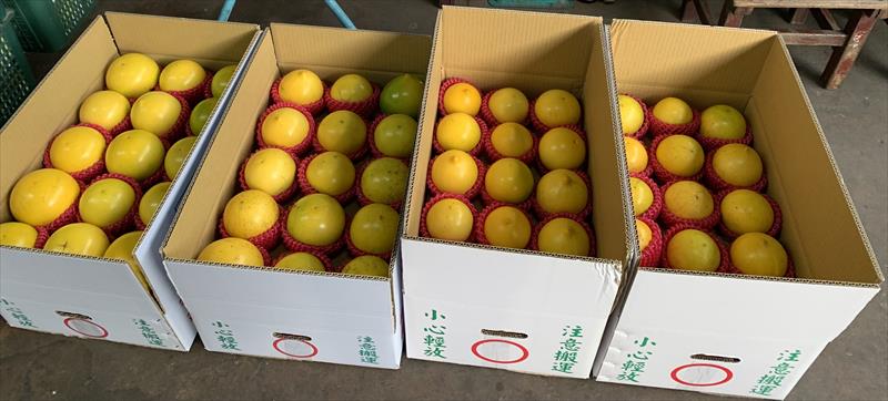 黃金果(黃晶果,加蜜蛋黃果,蜜蛋黃果) 產品圖片（圖片編號 865684）