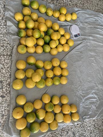 黃金果(黃晶果,加蜜蛋黃果,蜜蛋黃果) 產品圖片（產品編號 647641）