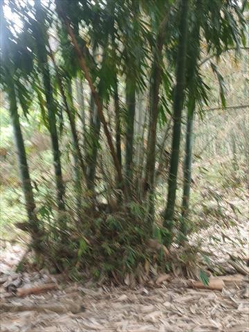 竹筍 產品圖片（產品編號 647929）