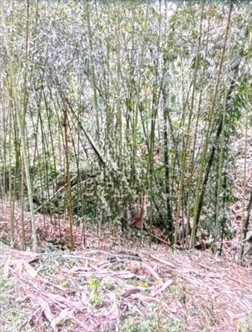 竹筍 產品圖片（產品編號 647958）