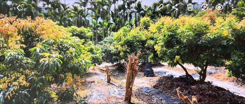 荔枝 產品圖片（產品編號 647959）