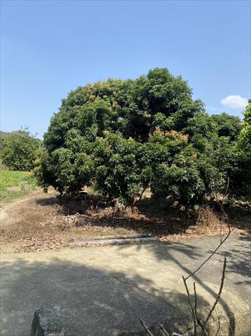 荔枝 產品圖片（圖片編號 866364）
