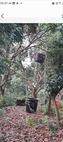 龍眼 產品圖片（圖片編號 866367）