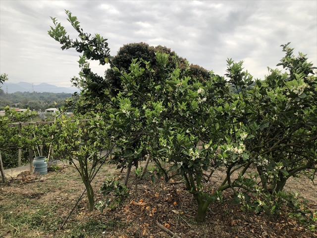 柳橙 產品圖片（產品編號 648001）