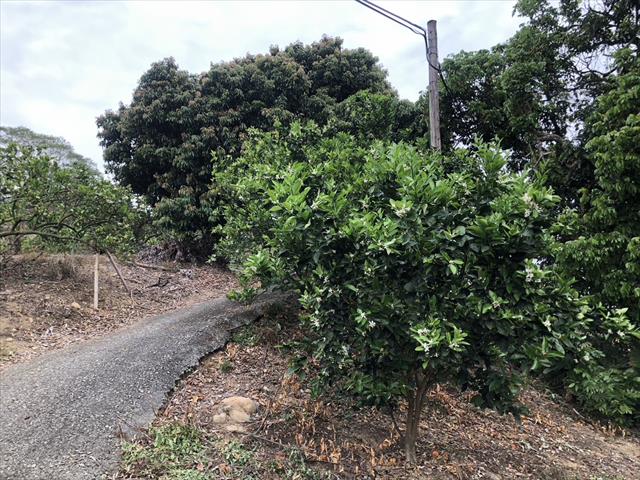柳橙 產品圖片（圖片編號 866373）